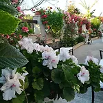 Delle Rose 4* Bova Marina