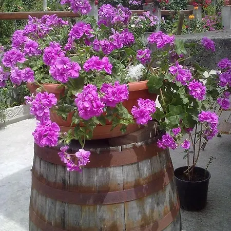 Delle Rose
