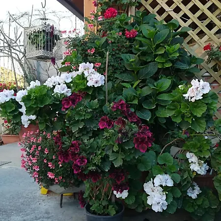 Bed and breakfast Delle Rose Bova Marina