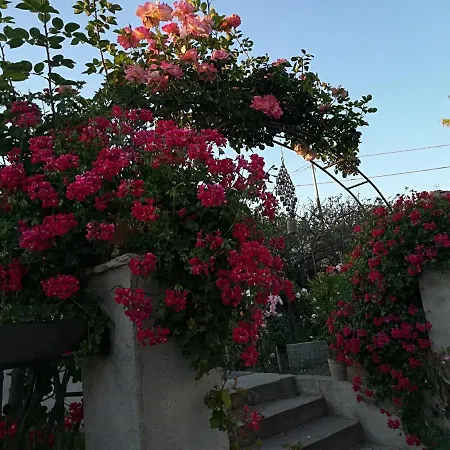 Delle Rose