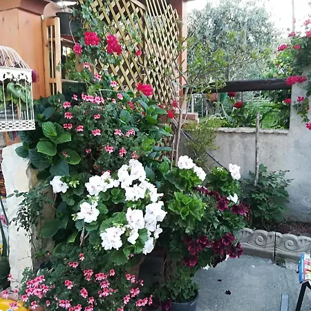 Delle Rose