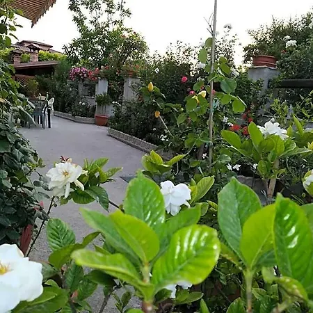 Delle Rose Bed & Breakfast