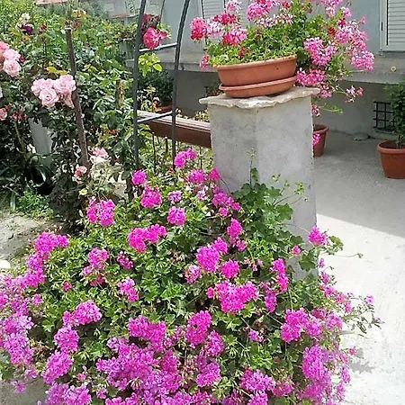 Delle Rose 4*
