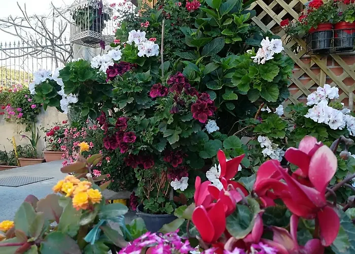 Alojamento de Acomodação e Pequeno-almoço Delle Rose 4*