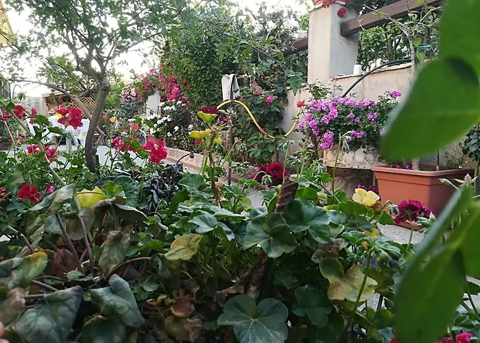 Alojamento de Acomodação e Pequeno-almoço Delle Rose 3*